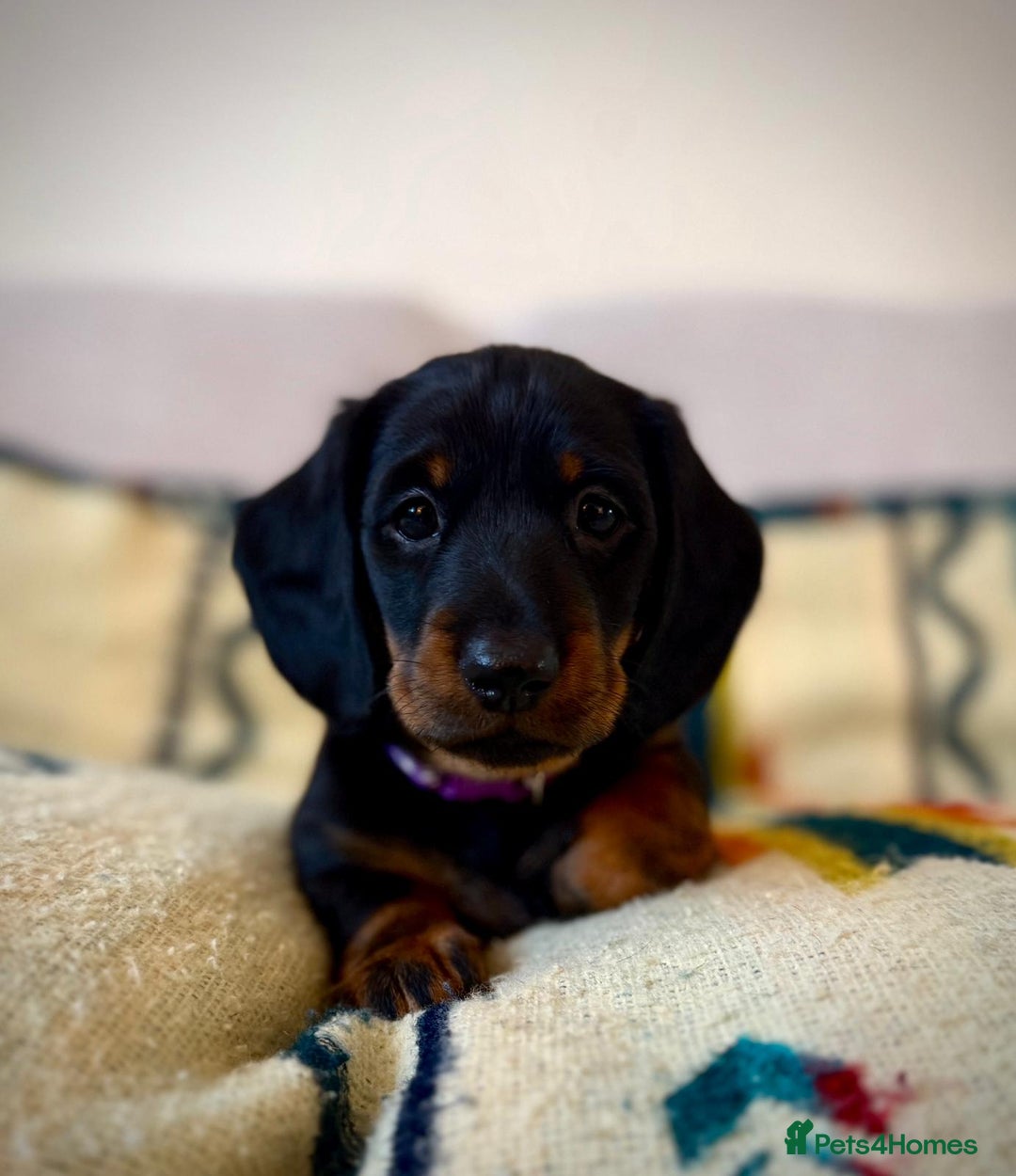 Dachshund dogs for sale: Beautiful Dachshund Puppies – KC Registered Lines - Advert 1