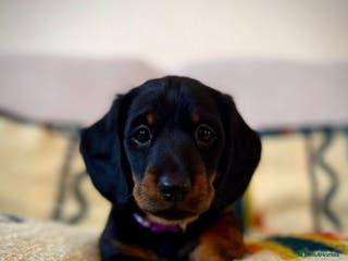 Dachshund dogs Beautiful Dachshund Puppies – KC Registered Lines - Advert 6