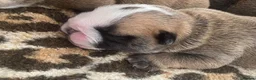 English Bulldog dogs for sale: English Bulldog Pups Standard Traditional Colour - Advert 5