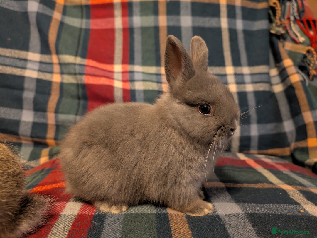 Netherland Dwarf rabbits for sale: Netherlands Dwarfs  - Advert 6