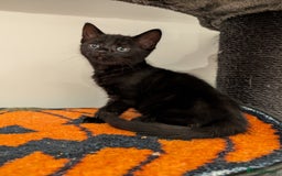 Mixed Breed cats for sale: Adorable girl kitten ready now 🖤🖤 - Image 8
