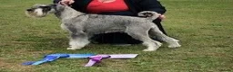 Schnauzer dogs for sale: Standard Schnauzer Puppies - Advert 3
