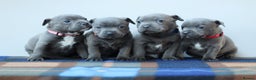 Staffordshire Bull Terrier dogs for sale: SBT CHAMPION BLOODLINE FURY & CLEO - Advert 1