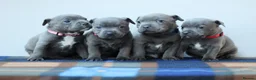 Staffordshire Bull Terrier dogs for sale: SBT CHAMPION BLOODLINE FURY & CLEO - Advert 1