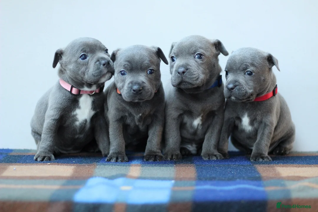 Staffordshire Bull Terrier dogs for sale: SBT CHAMPION BLOODLINE FURY & CLEO - Advert 1
