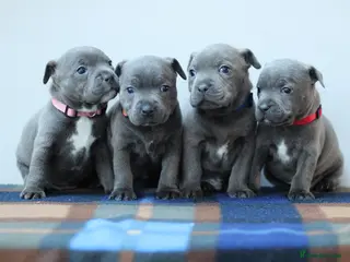 Staffordshire Bull Terrier dogs SBT CHAMPION BLOODLINE FURY & CLEO - Advert 8