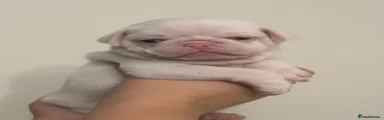 Pug 2