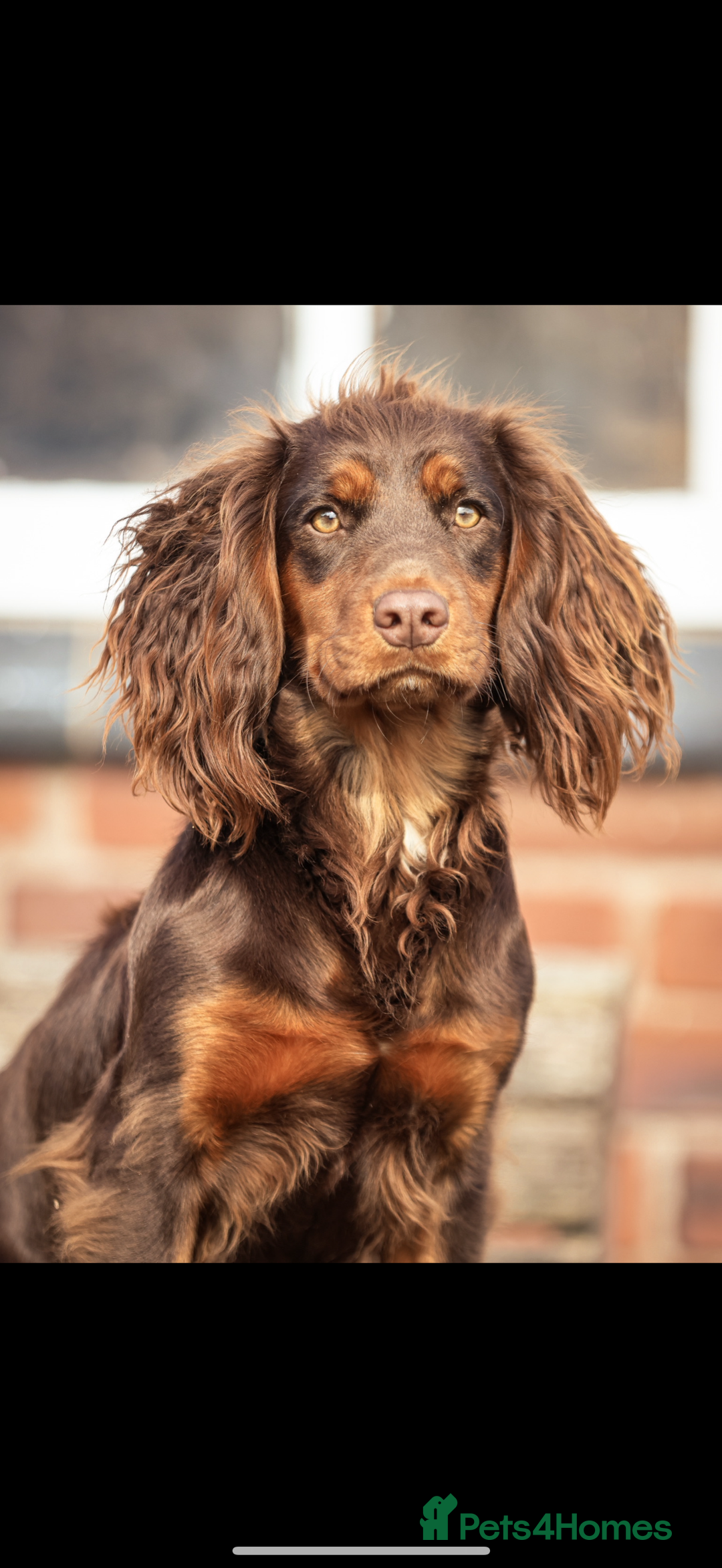 Cocker Spaniel dogs for sale: 8 health checked true quality working cocker pups - Advert 20