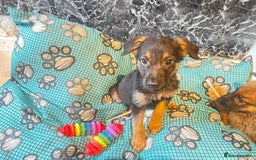 Mixed Breed dogs for sale: Malinois rotti cross puppy’s for sale - Image 13