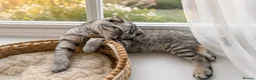 Mixed Breed cats for sale: Adorable kittens  - Advert 10