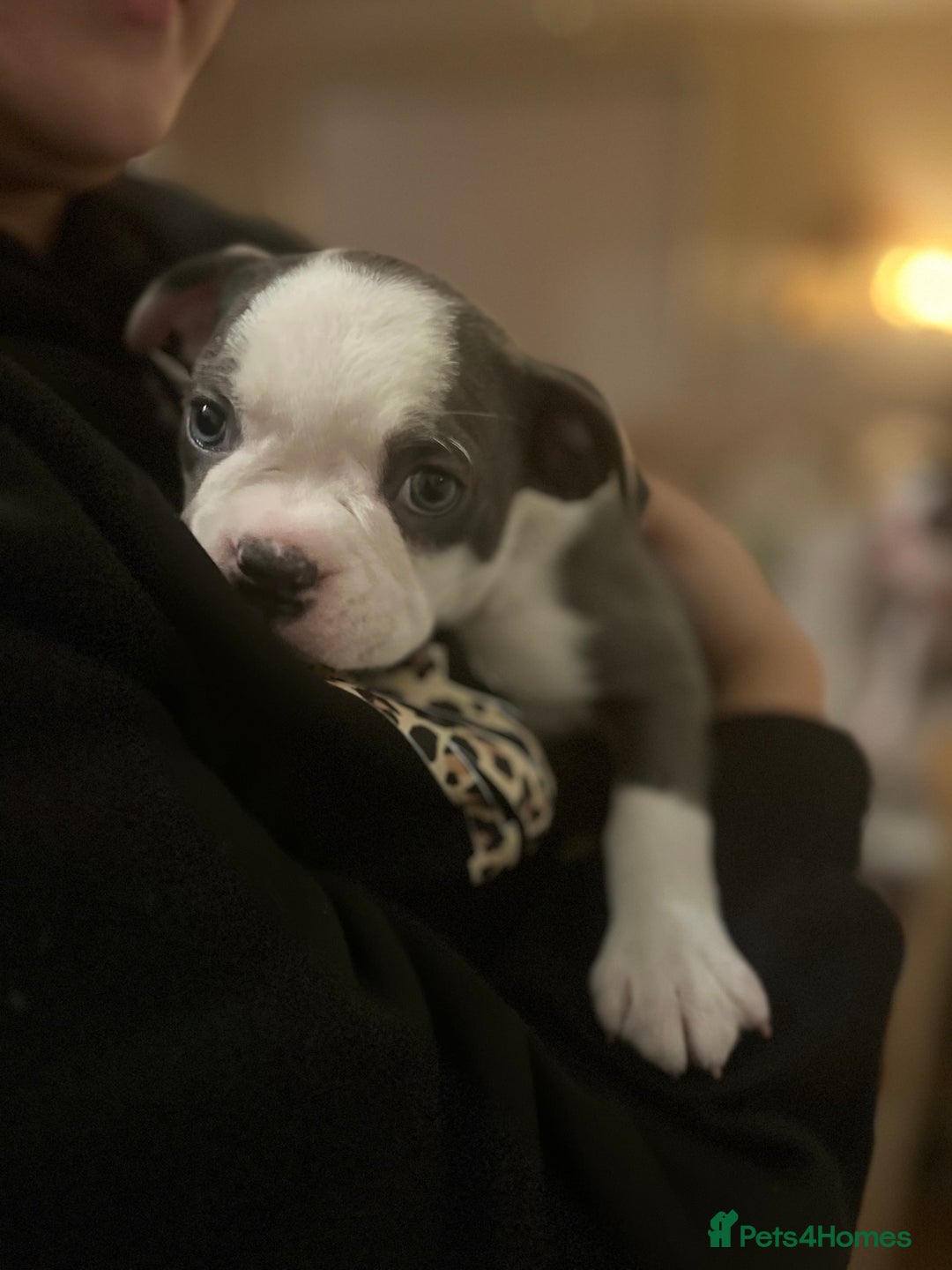 Boston Terrier dogs for sale: Stunning Bostons *1 BEAUTIFUL BOY REMAINING* - Advert 4