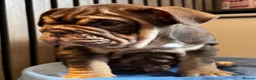 English Bulldog dogs for sale: English Bulldog Female  - Advert 7