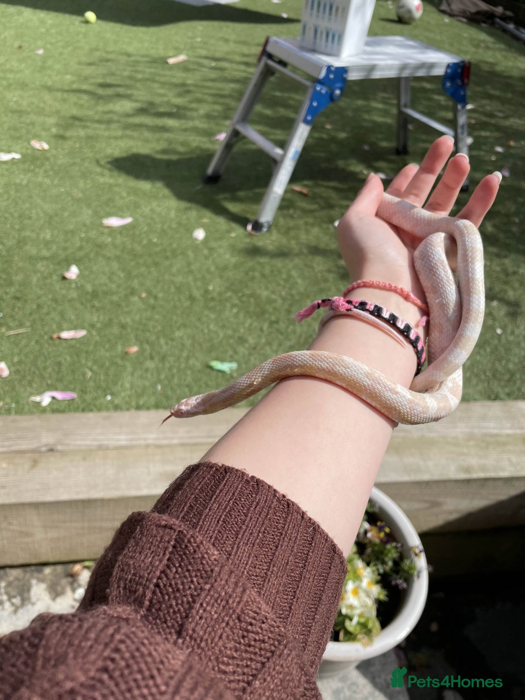 Corn Snake reptiles for sale: Snow Corn snake - Image 2