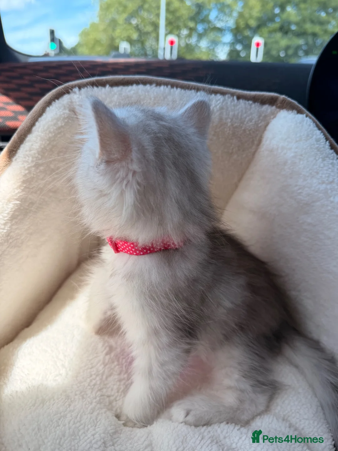 Persian cats for sale: Catherine – Persian Silver-Tipped Chinchilla 🩷 - Advert 9