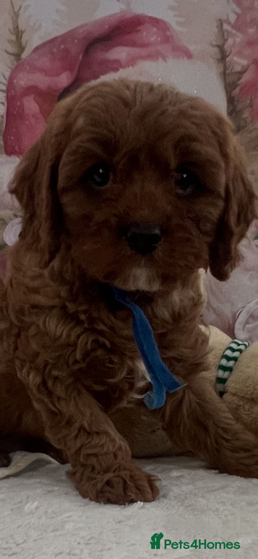 Cavapoo dogs for sale: Cavapoo puppies ready now 🏡 - Advert 7