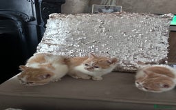 Persian cats for sale: Persian Kittens for sale - Image 4