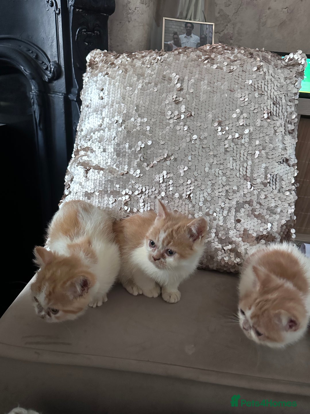 Persian cats for sale: Persian Kittens for sale - Image 4