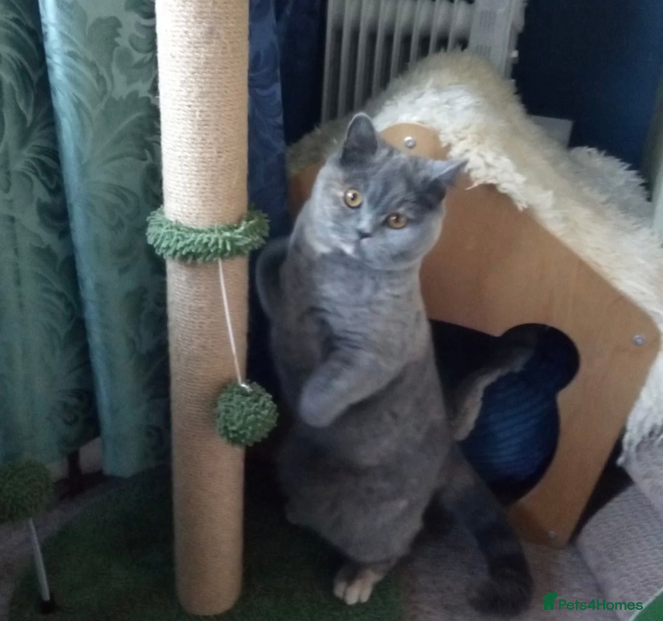 British Shorthair cats Show quality blue tortie girl. GCCF champ.lines - Advert 1
