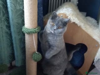 British Shorthair cats Show quality blue tortie girl. GCCF champ.lines - Advert 1