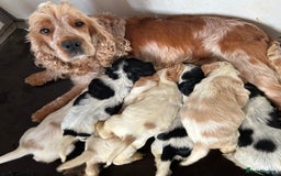 Cocker Spaniel dogs for sale: Health tested, show type, cocker spaniel puppies! - Image 9