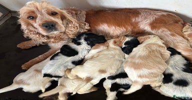 Cocker Spaniel dogs - Advert 1
