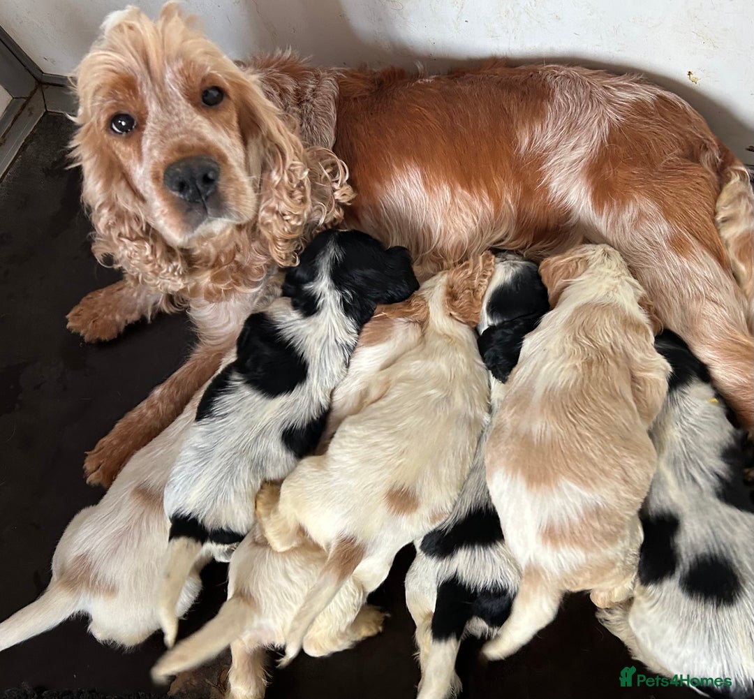 Cocker Spaniel dogs for sale: Health tested, show type, cocker spaniel puppies! - Image 9