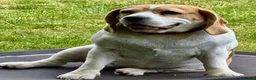 Beagle dogs for sale: Beagle Female - Advert 2