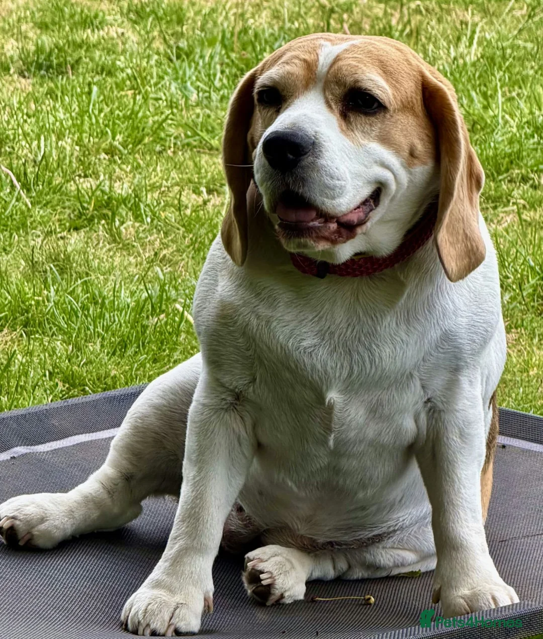 Beagle dogs for sale: Beagle Female - Advert 2
