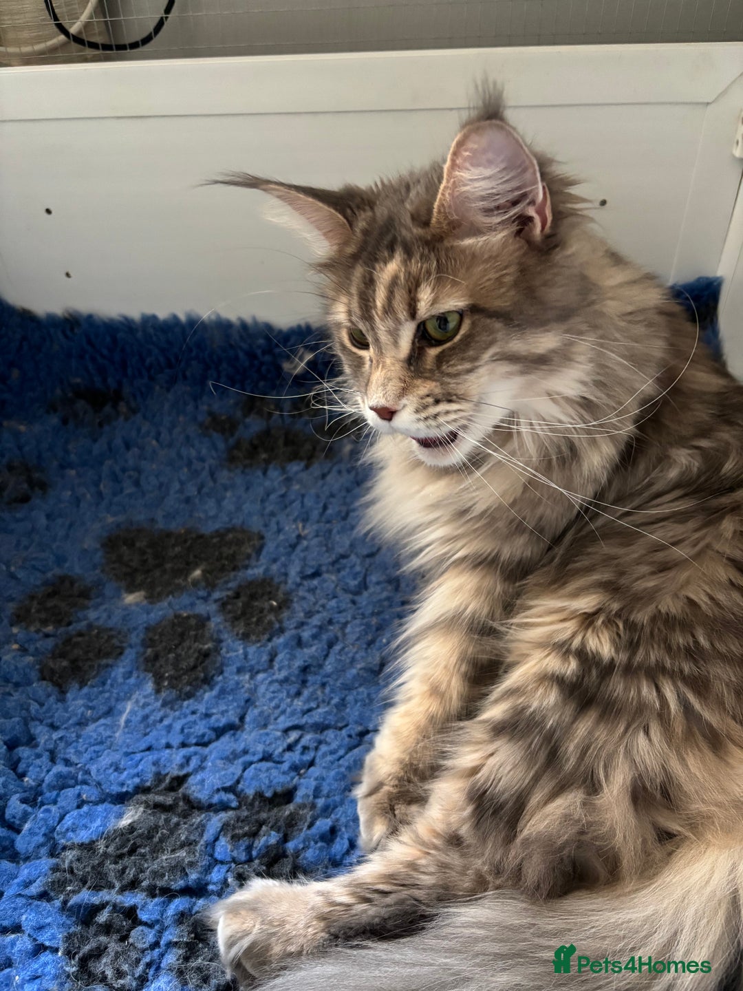 Maine Coon cats for sale: Maine coon kittens - Image 11
