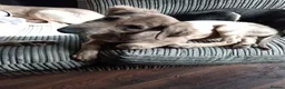 Saluki dogs for sale: Saluki  ** d saluki whippet  - Advert 4