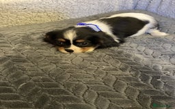 Cavalier King Charles Spaniel dogs for sale: Cavalier King Charles  - Image 8