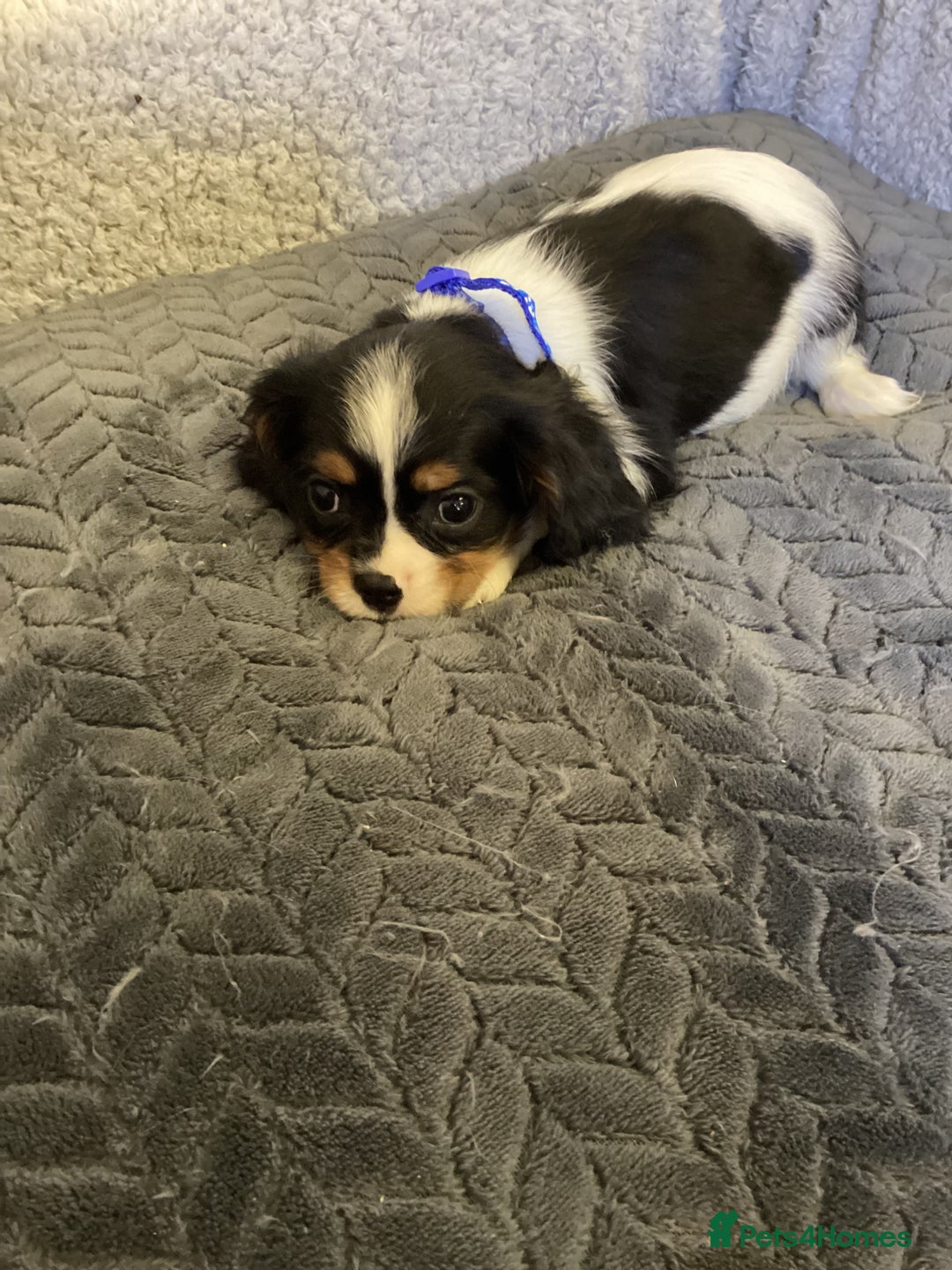 Cavalier King Charles Spaniel dogs for sale: Cavalier King Charles  - Image 8