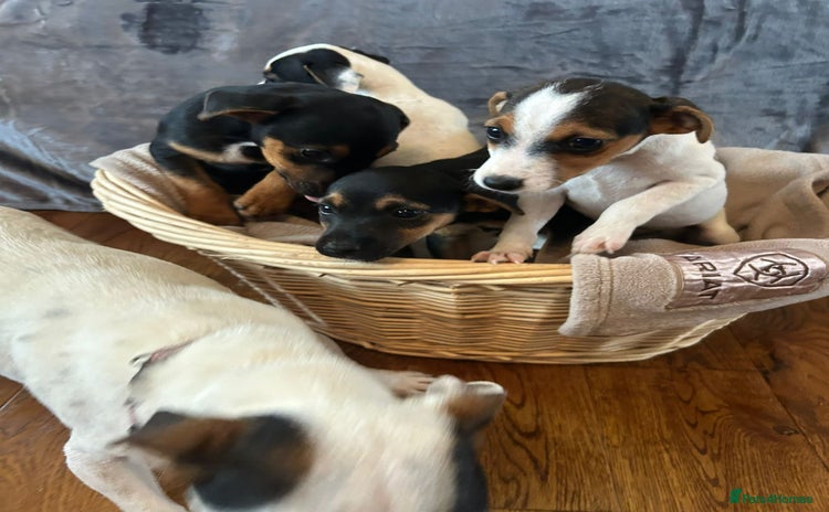 Jack Russell dogs - Advert 3