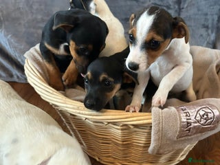 Jack Russell dogs - Advert 3