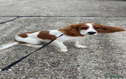 Cockalier dogs for sale: 9 month old male cockalier - Image 5