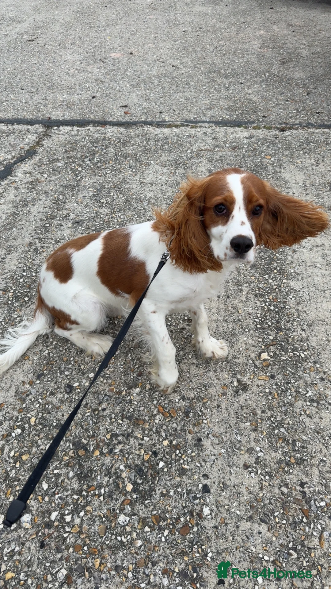 Cockalier dogs for sale: 1 year old male cockalier - Advert 5