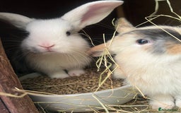 Mixed Breed rabbits for sale: Baby bunnies - Image 2
