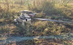 Mixed Breed dogs for adoption: ROXANA - a Sweet & young Girl - for a Loving Home - Advert 6