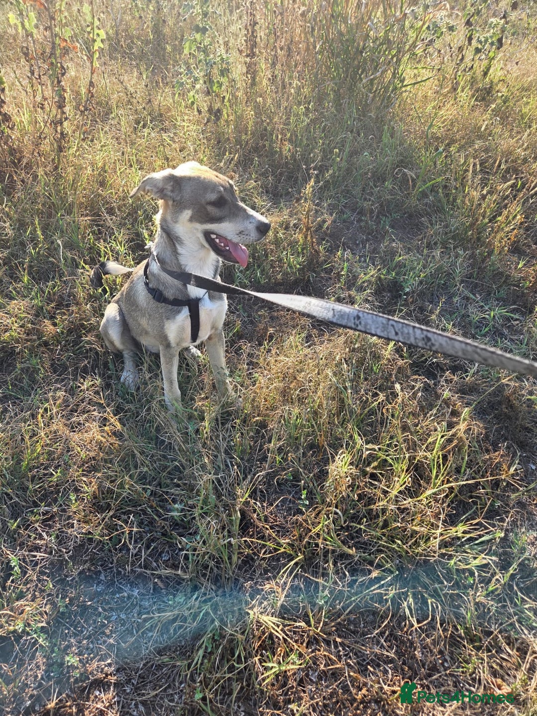 Mixed Breed dogs for adoption: ROXANA - a Sweet & young Girl - for a Loving Home - Advert 6