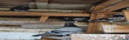 Pigeons birds for sale: Pigeons for sale in Bradford - Advert 5