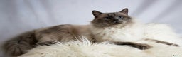 Ragdoll cats for sale: Cuddly tame purebred ragdoll kittens - Advert 5