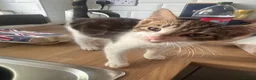 American Shorthair cats for sale: Kittens for sale  in Malpas - Advert 11
