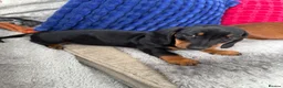 Dachshund dogs for sale: Stunning Black and Tan smooth haired miniature  - Advert 4