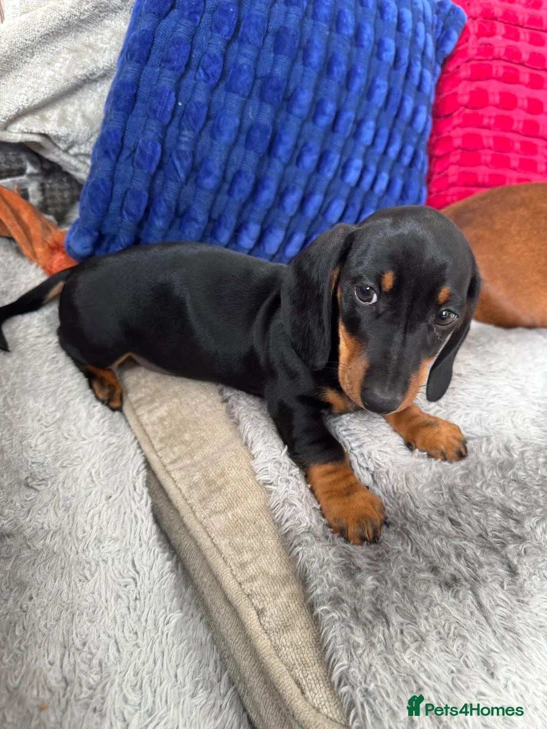 Dachshund dogs for sale: Stunning Black and Tan smooth haired miniature  - Advert 4