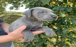 Great Dane dogs for sale: Beautiful Great Dane pups - Image 19