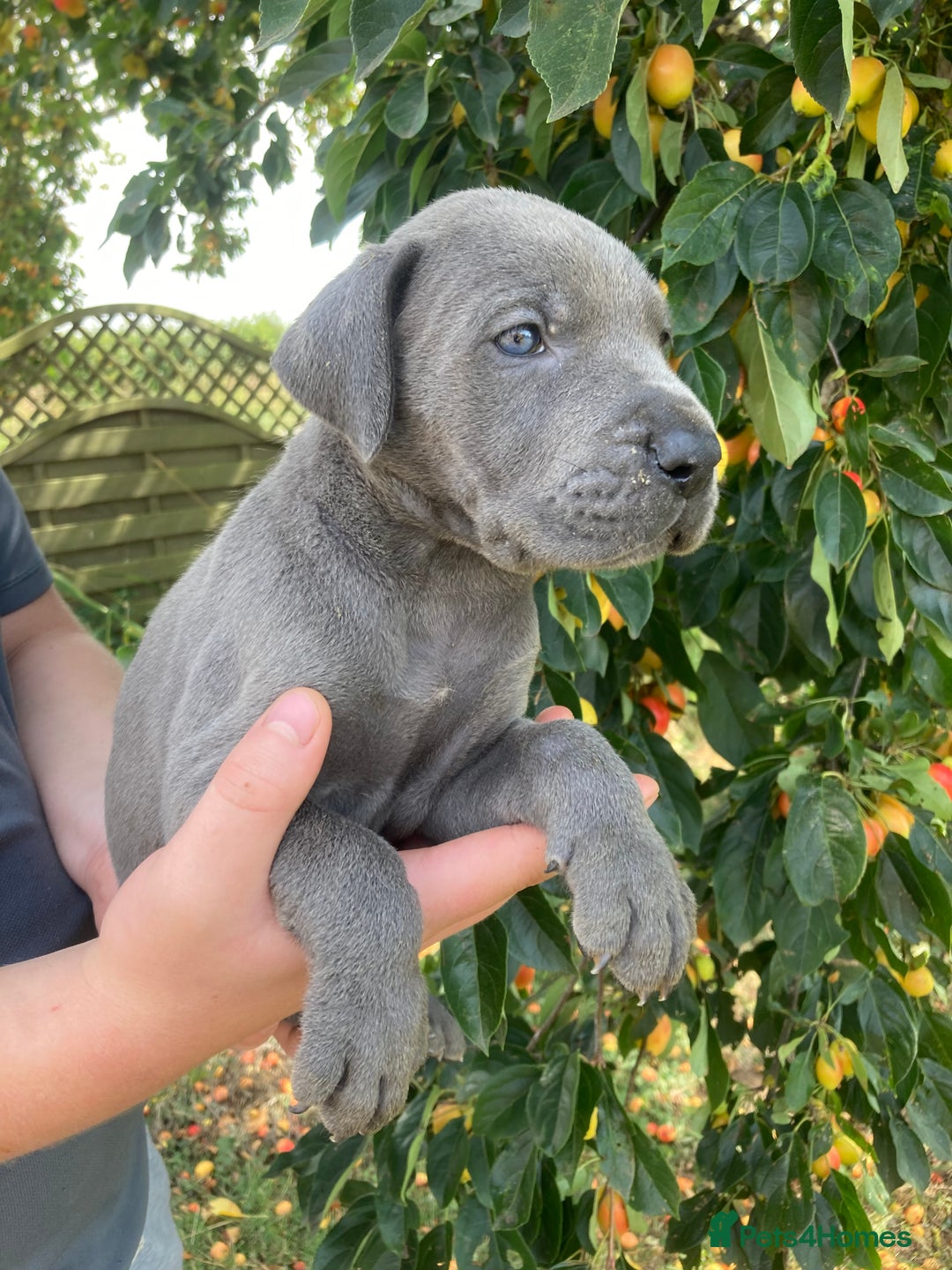 Great Dane dogs for sale: Beautiful Great Dane pups - Image 19
