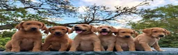 Labrador Retriever dogs for sale: Outstanding KC Registered Fox Red Labrador Puppies - Advert 13