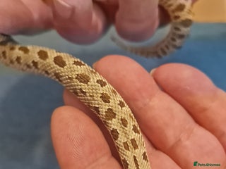 Snake reptiles - Advert 8