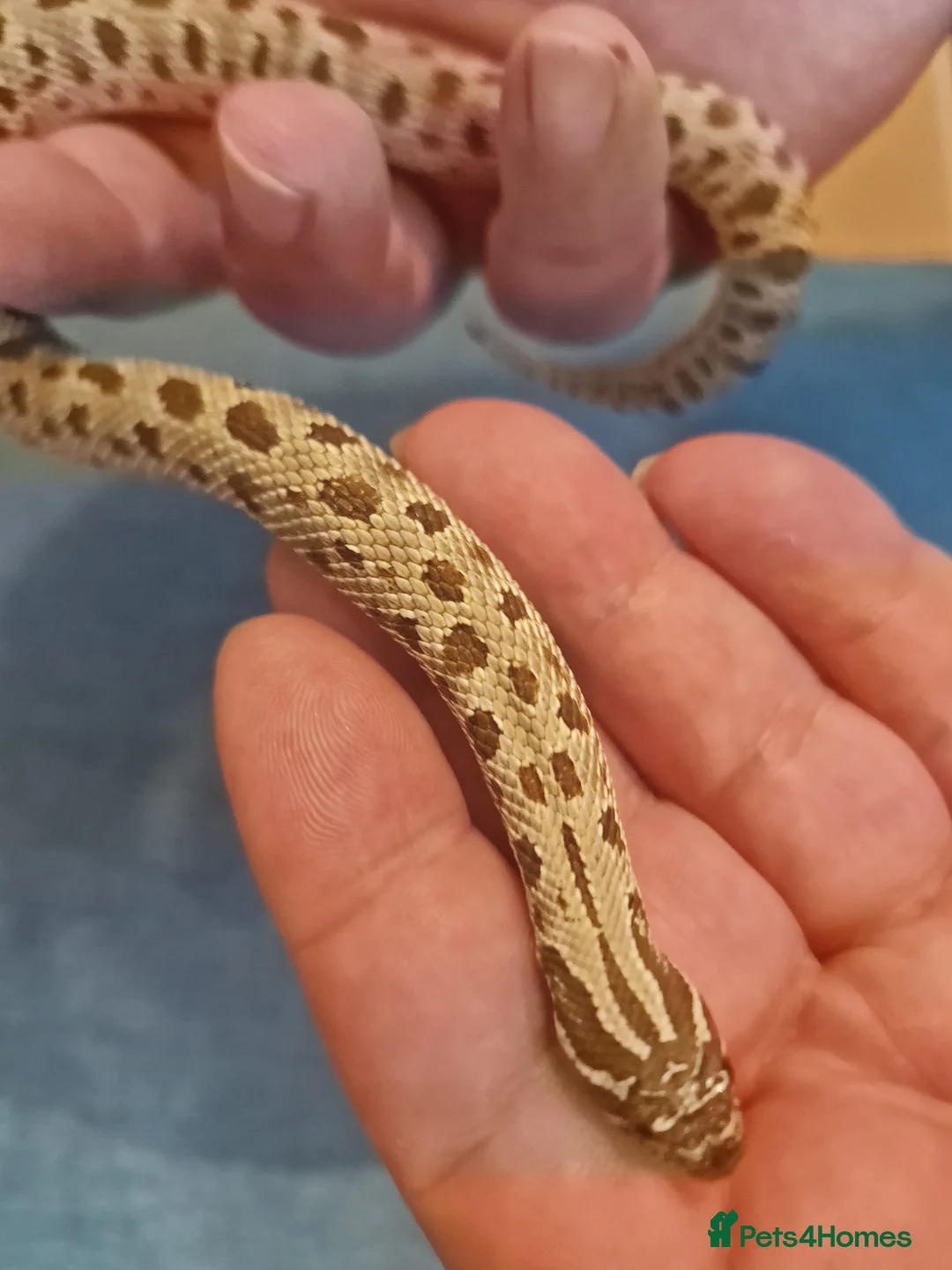 Snake reptiles for sale: CB 2025 Western Hognose snakes - Advert 1