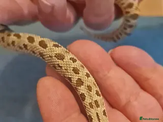 Snake reptiles CB 2025 Western Hognose snakes - Advert 7